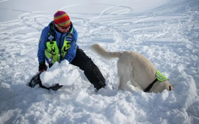 Rescuing dog of Svalbard in action