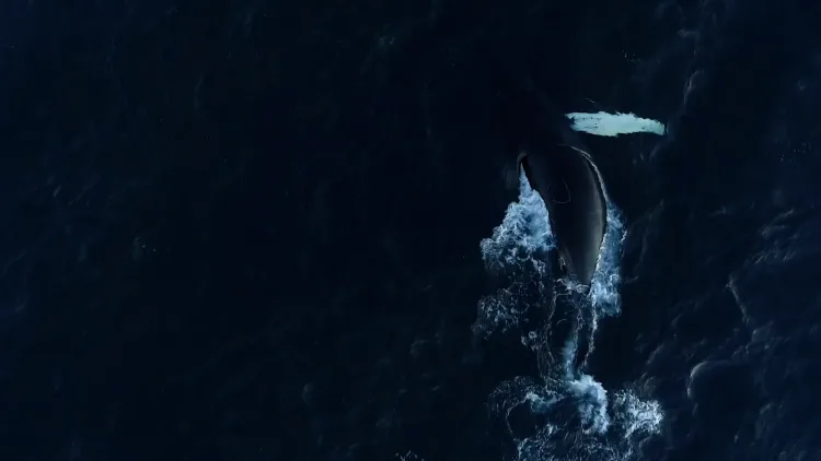 Norway Wildlife Still Whale