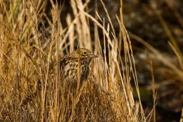 HRF, Project, Saving near-extinct birds by eradicating rats on South Georgia, Main picture