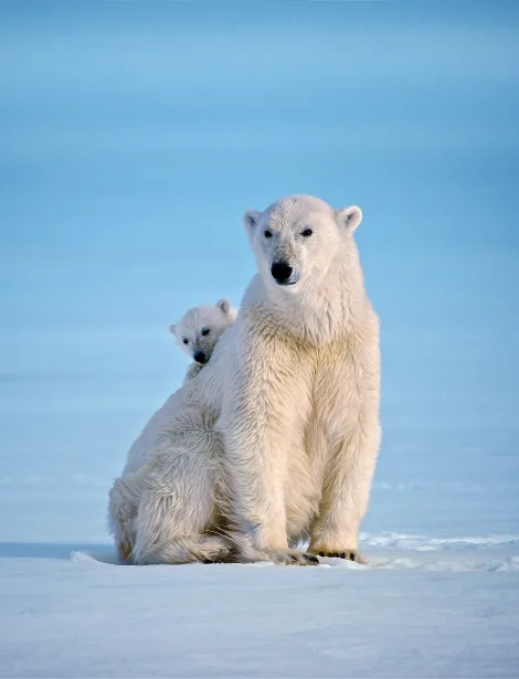 Polar bear with cub