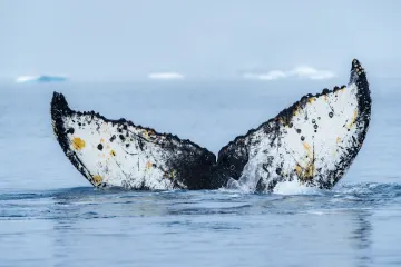 A Whale seen in Wilhelmina Bay, Antarctica
Photo: Yuri Choufour / Hurtigruten Expeditions