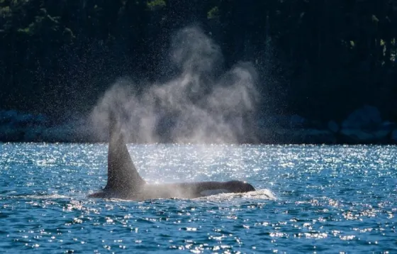 An orca in the surface of the water
