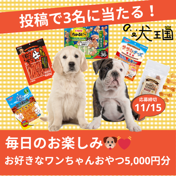 【犬王国への投稿で当たる📸】毎日のお楽しみ💓ワンちゃんのお好きなおやつ5,000円分🐶🍭