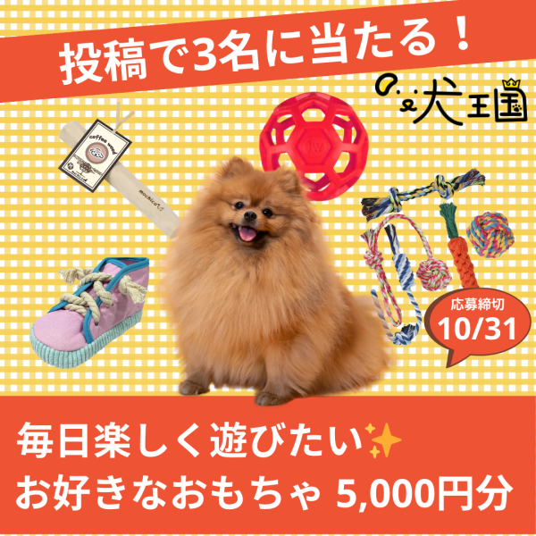 【犬王国への投稿で当たる📸】ワンちゃんのお好きなおもちゃ5,000円分🐶✨️