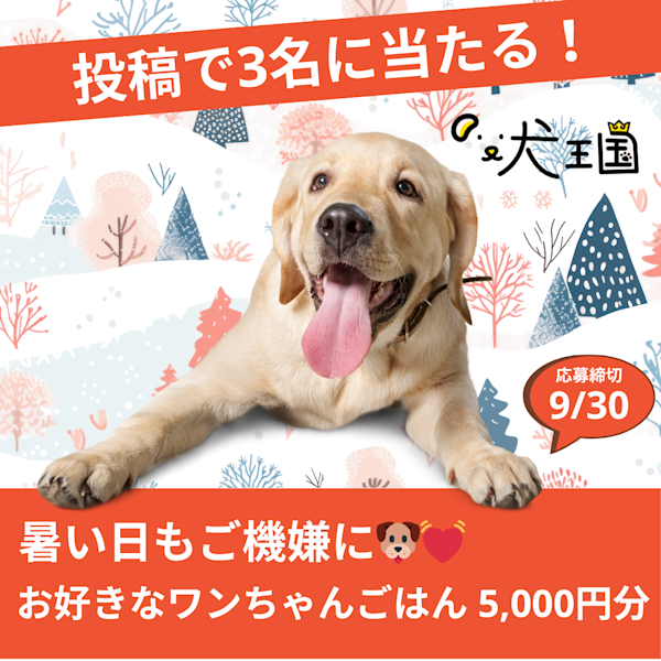 【応募で抽選🎁】ワンちゃんの好きなごはん5,000円分が当たる🐶✨