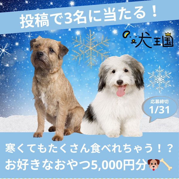 【犬王国への投稿で当たる📸】寒くてもおやつはたくさん食べれちゃう！？✨️ワンちゃんのお好きなおやつ5,000円分🐶🦴