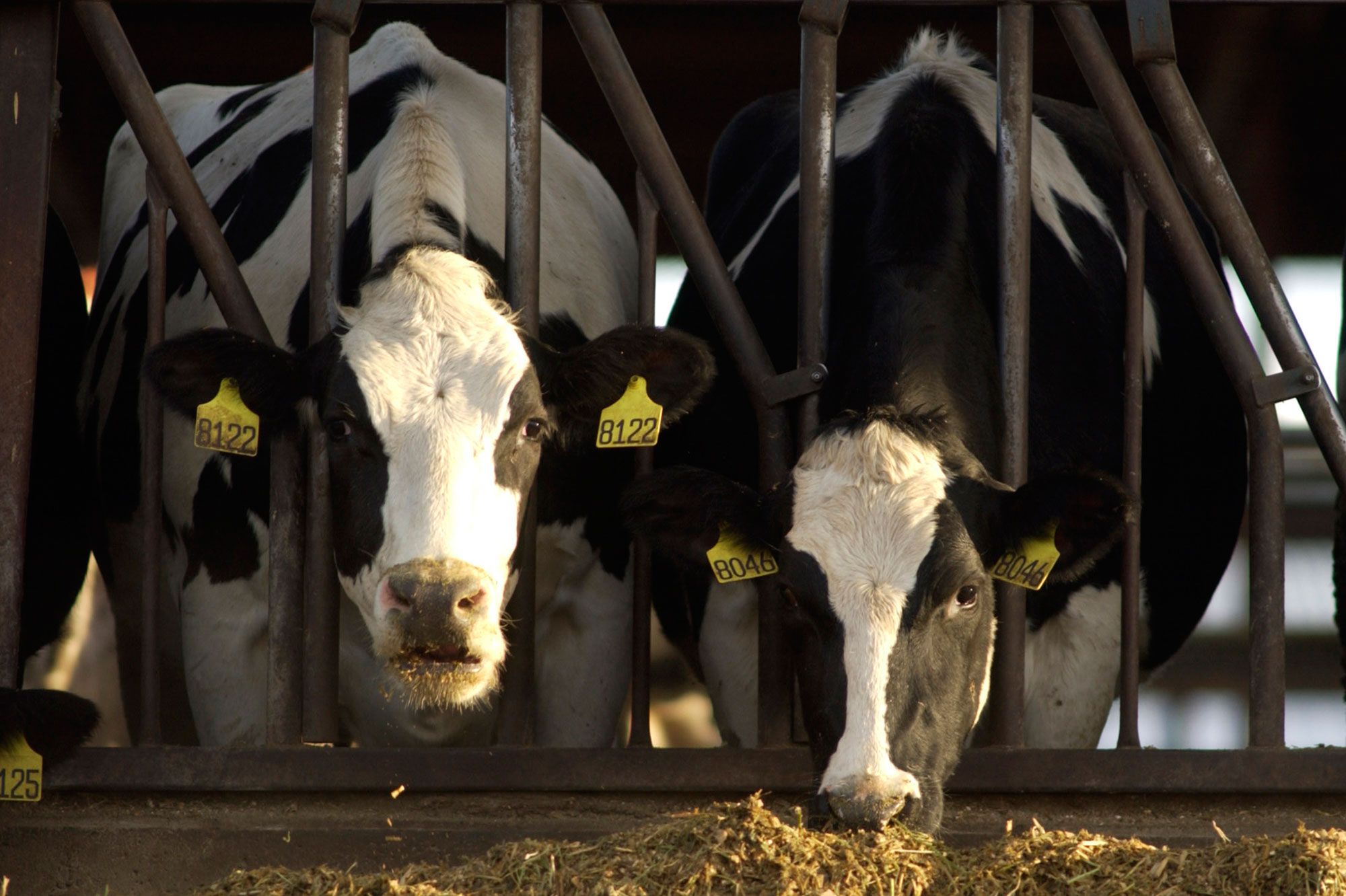Un cas de vache folle détecté en Espagne