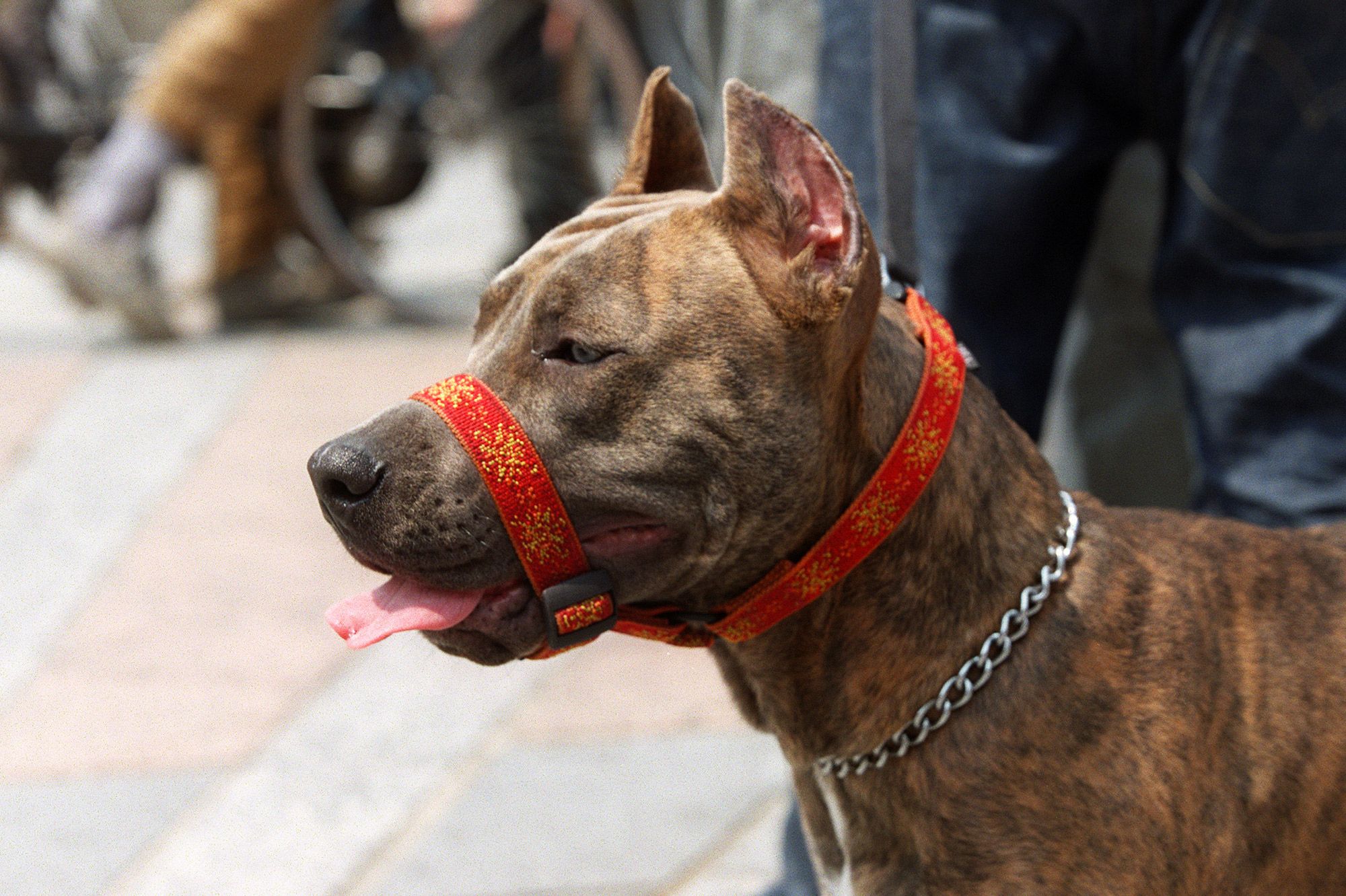 Un septuagénaire grièvement blessé par trois chiens alors qu'il faisait ...