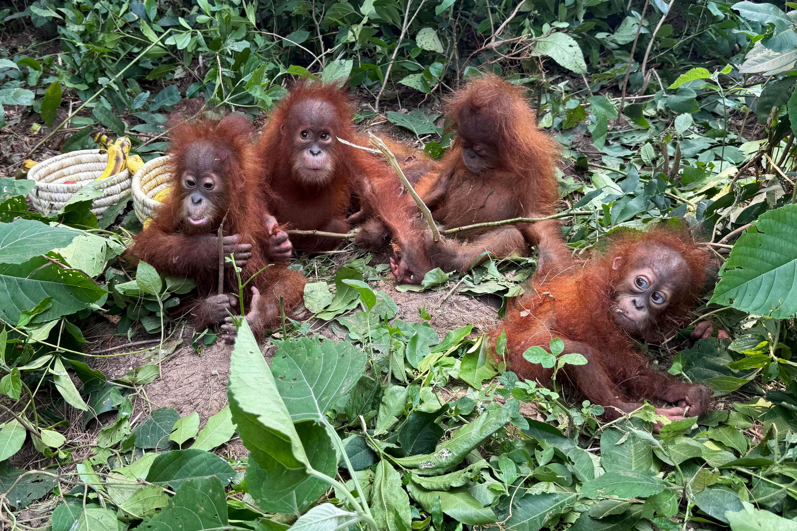 La découverte de cinq bébés orangs-outans fait craindre l'existence d ...