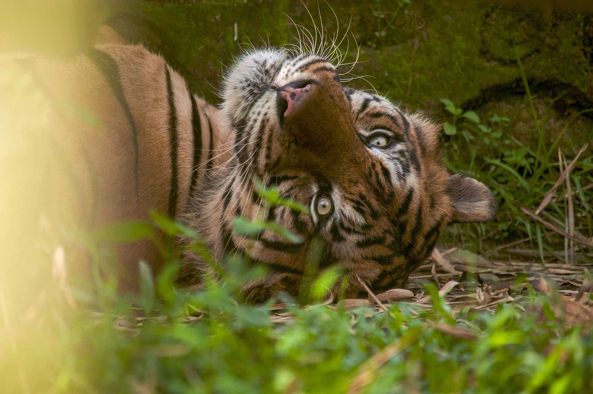 Les tigres sauvages sont plus nombreux dans le monde qu'on ne pensait
