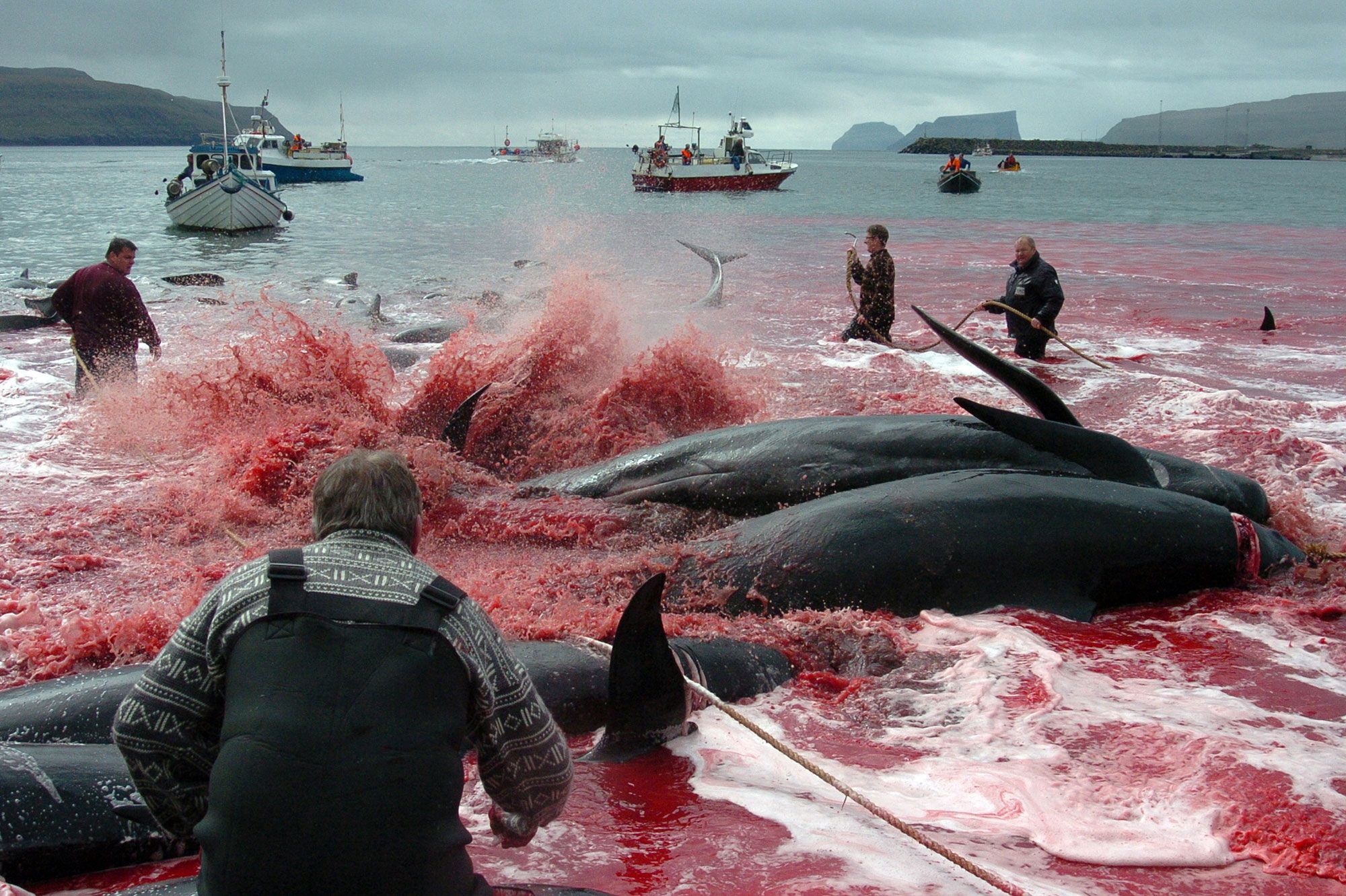 Le massacre des baleines a bien eu lieu - Iles Féroé