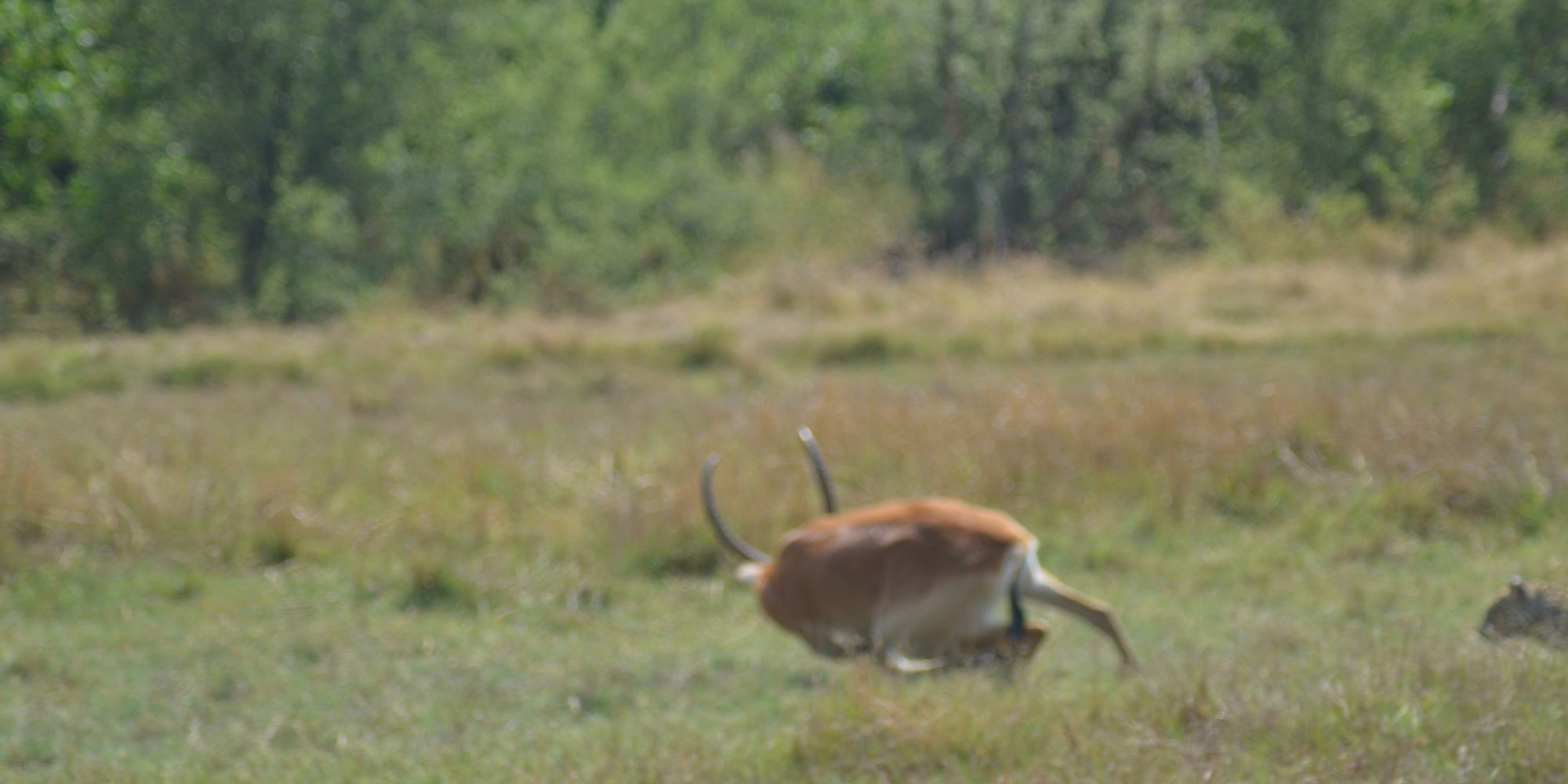 L'antilope qui échappe au léopard - En images