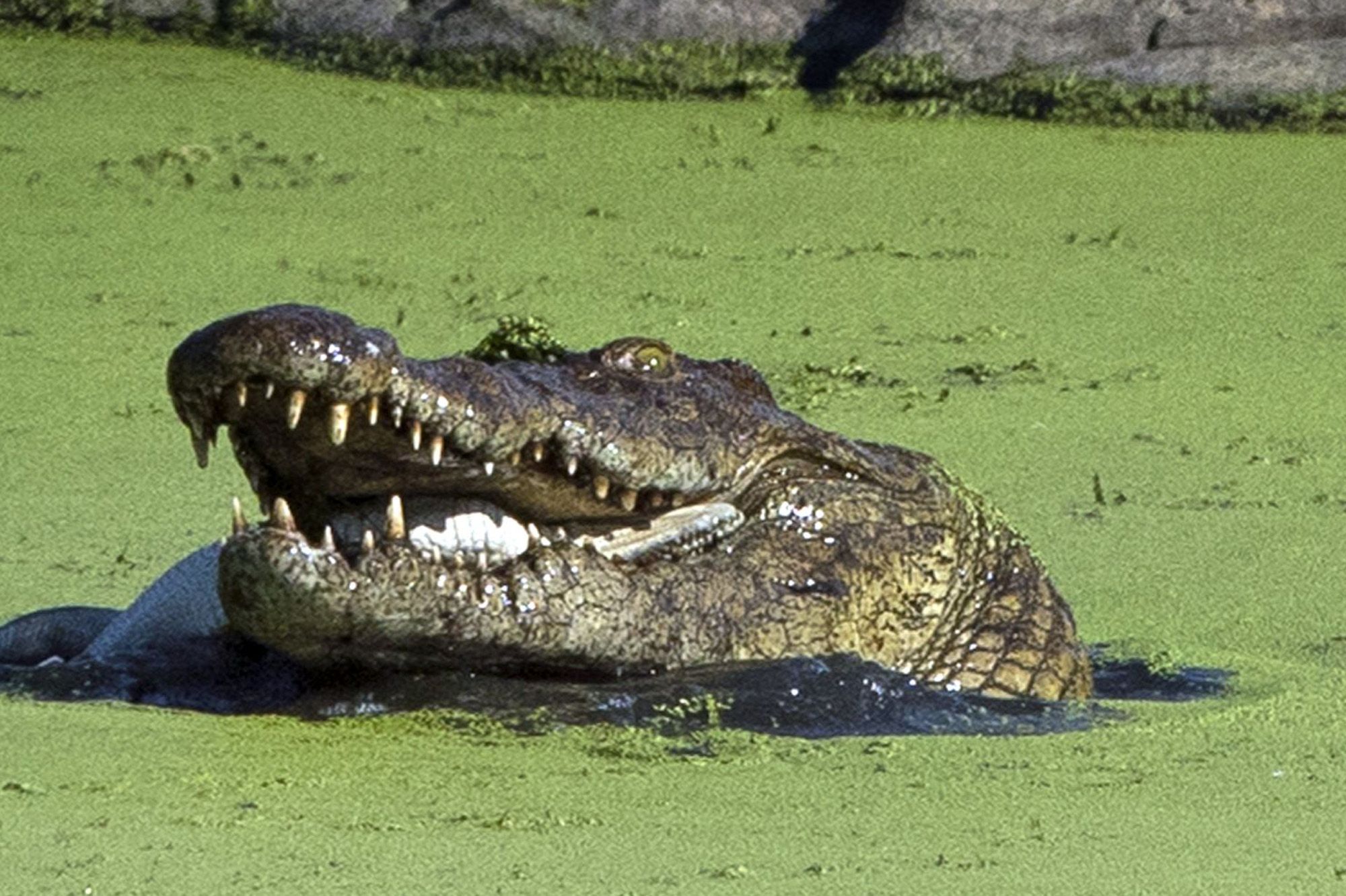 Un crocodile géant abattu au Zimbabwe