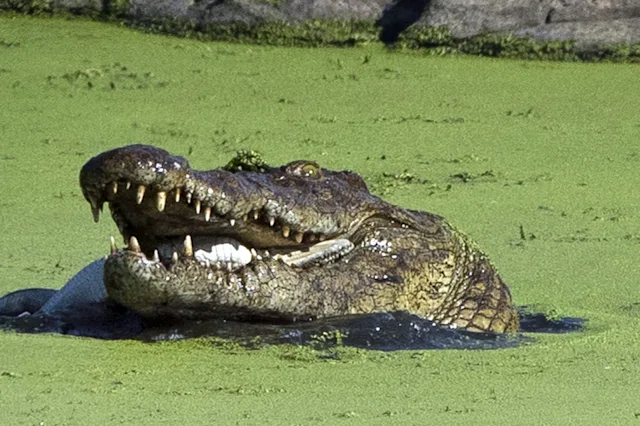 Apps That Humani Un crocodile géant abattu au Zimbabwe