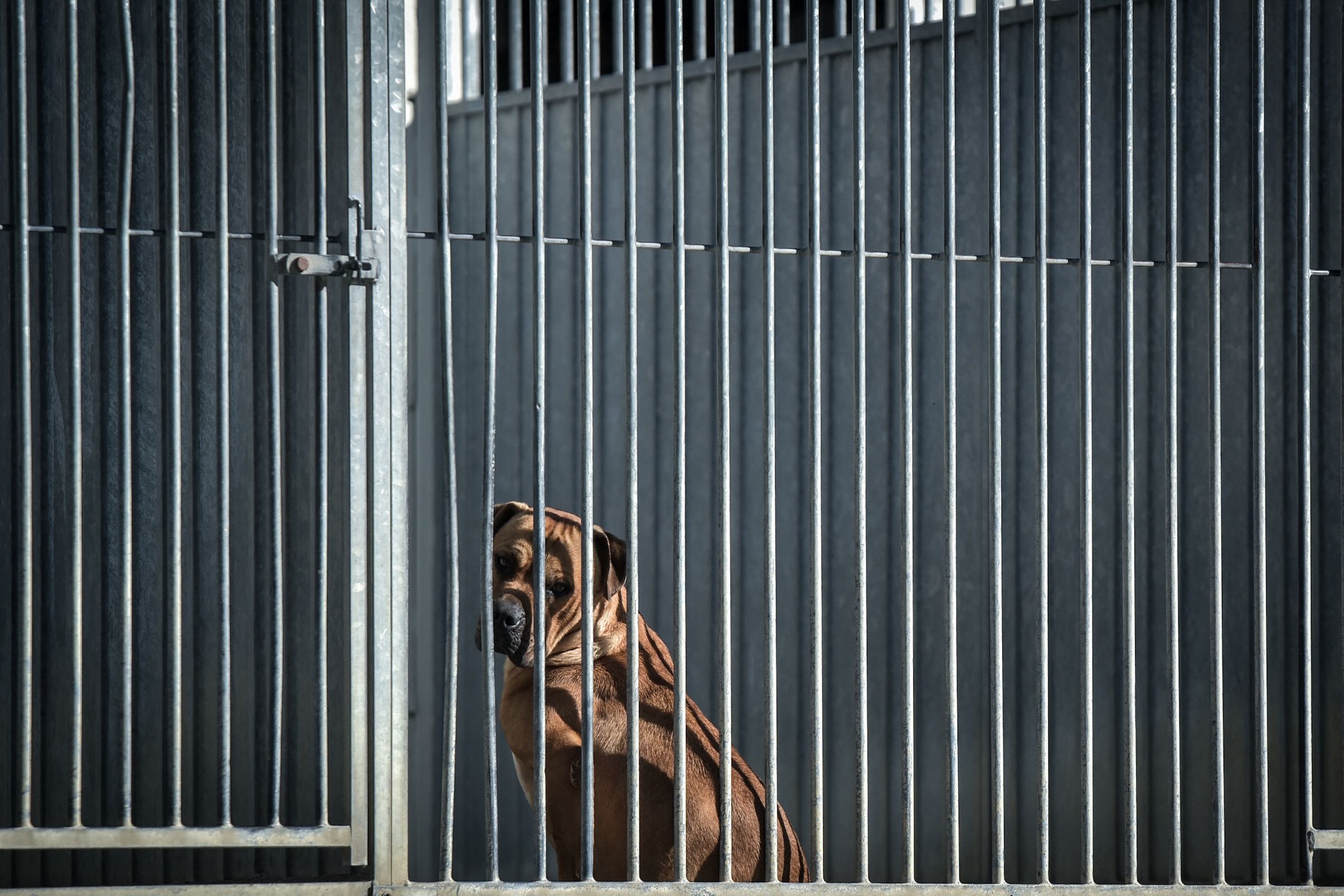 Suspecté d’avoir filmé un adolescent jeter un chien par la fenêtre, un ...
