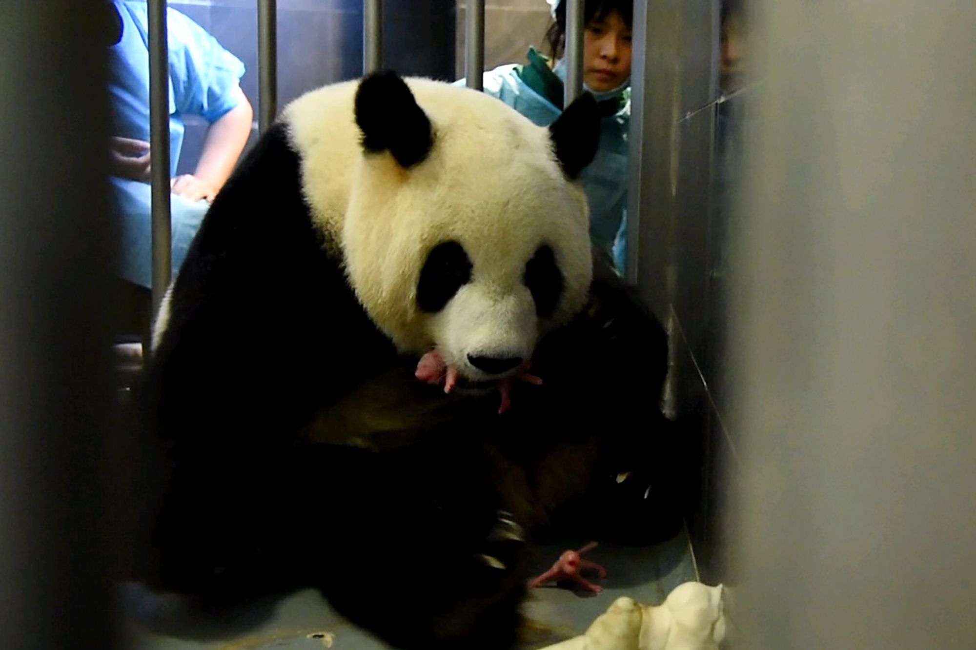 Des jumeaux pour Xin Xin la femelle panda