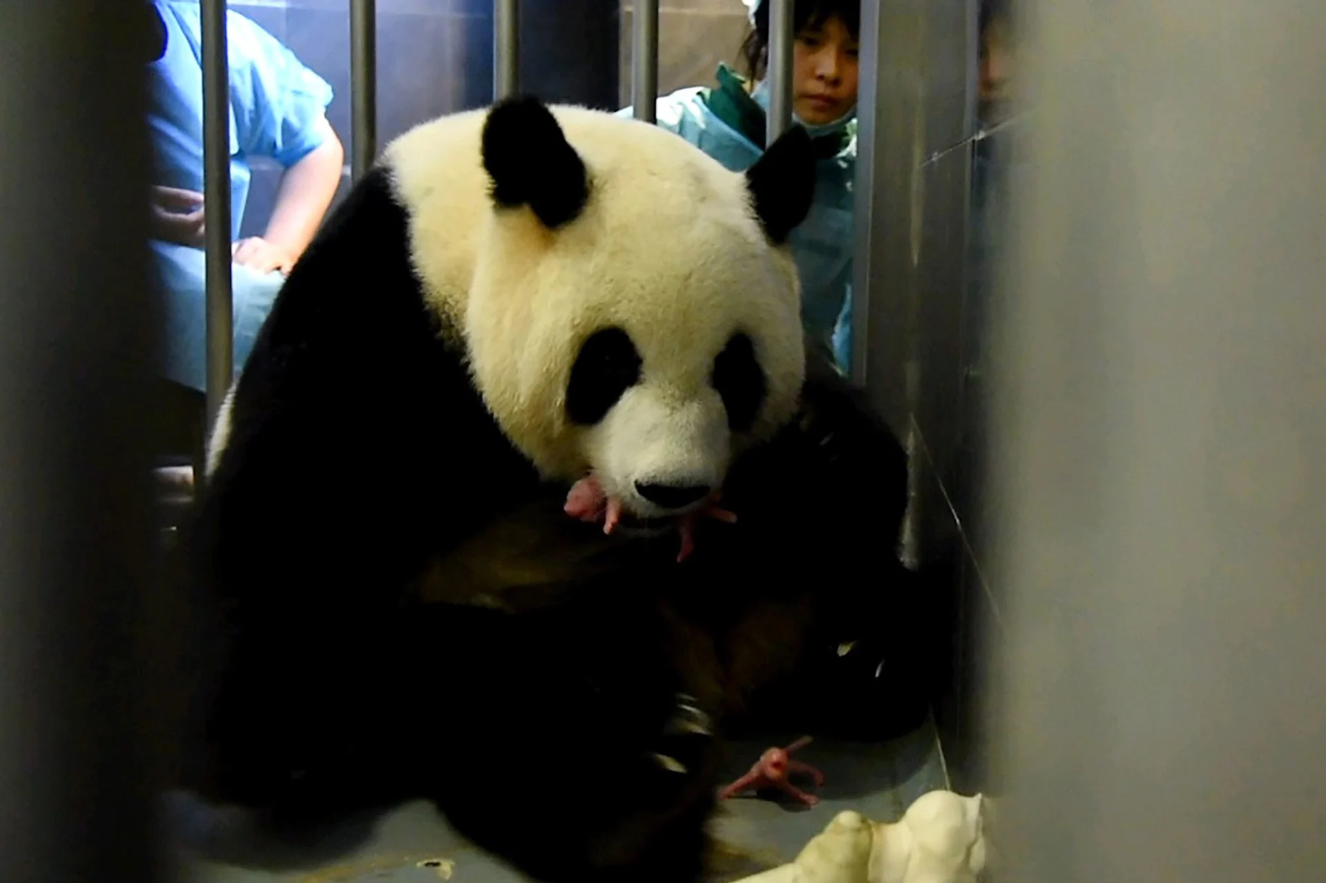 Fvdp Des jumeaux pour Xin Xin la femelle panda
