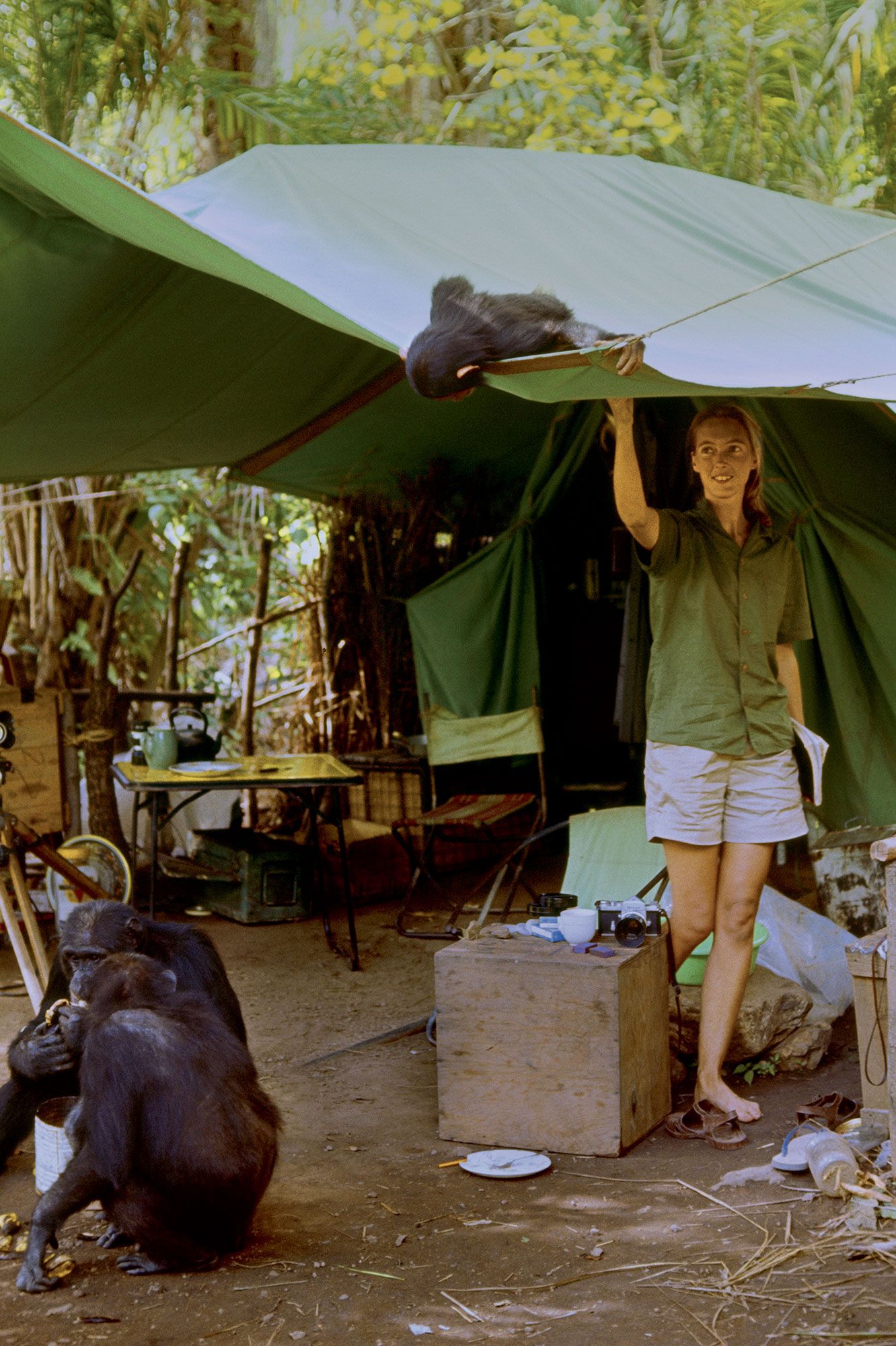 « Je veux que les jeunes dispersent quelques grammes de Jane Goodall ...