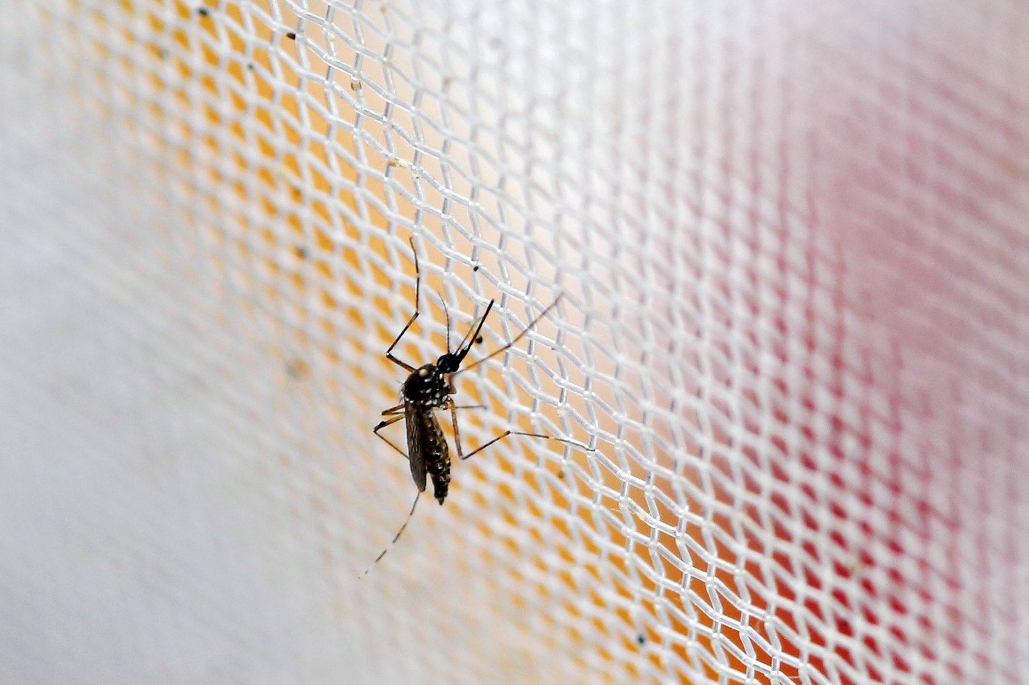 Premier cas avéré de transmission par voie sexuelle en France - Virus Zika