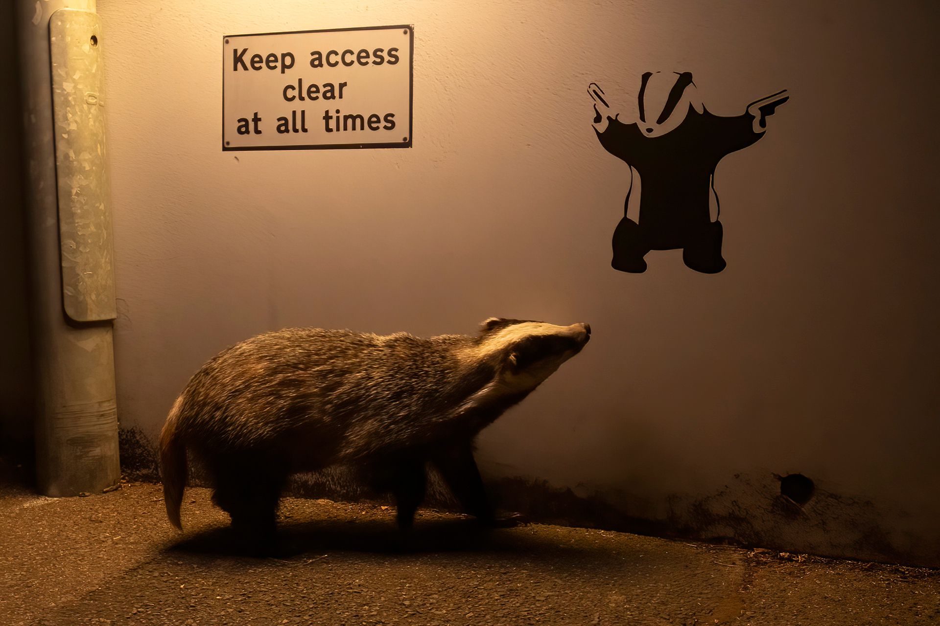 Wildlife Photographer of the Year 2024 : voici la photo préférée du public