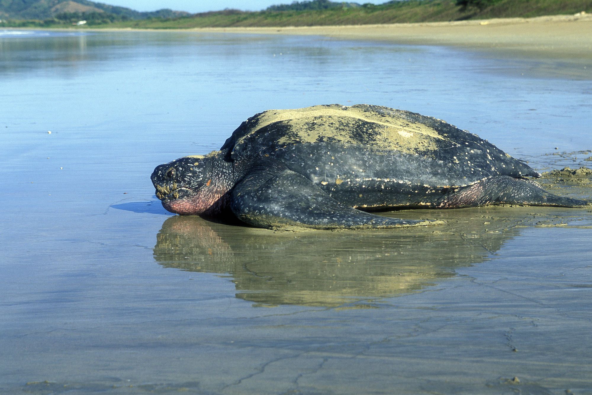 En Guyane, la tortue luth se fait de plus en plus rare