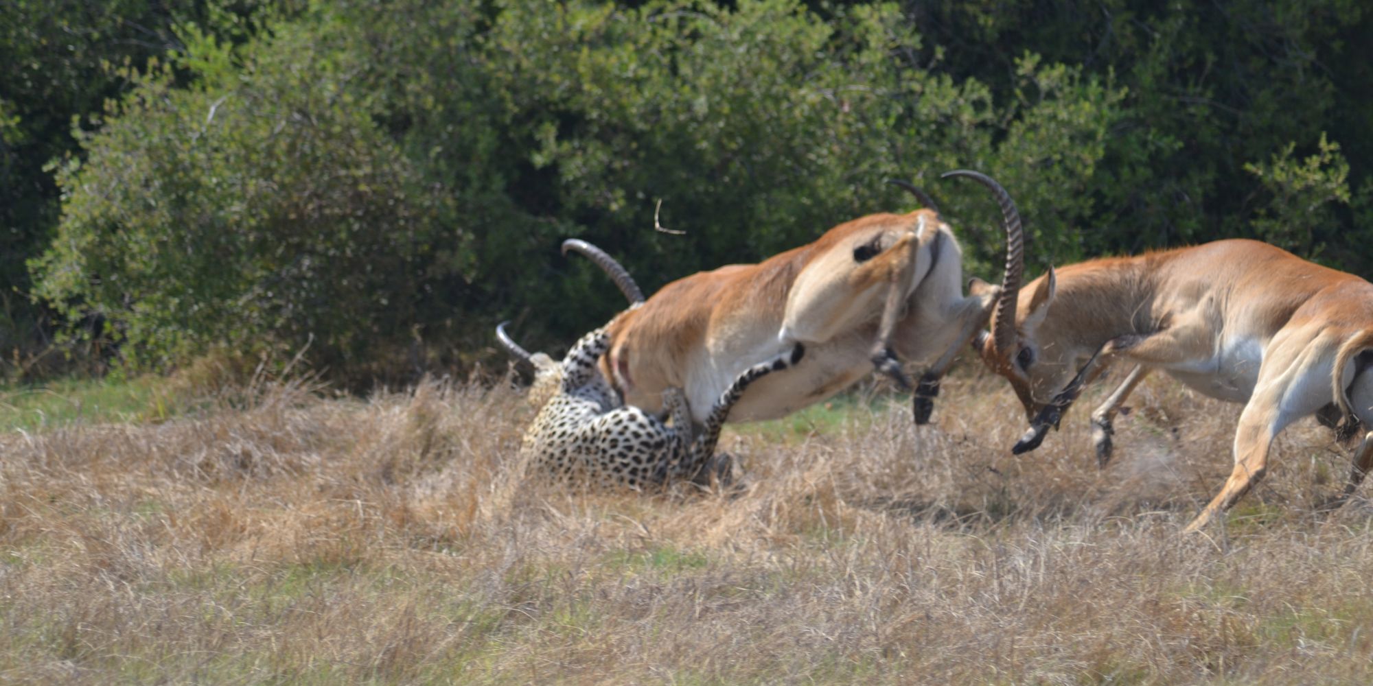 L'antilope qui échappe au léopard - En images