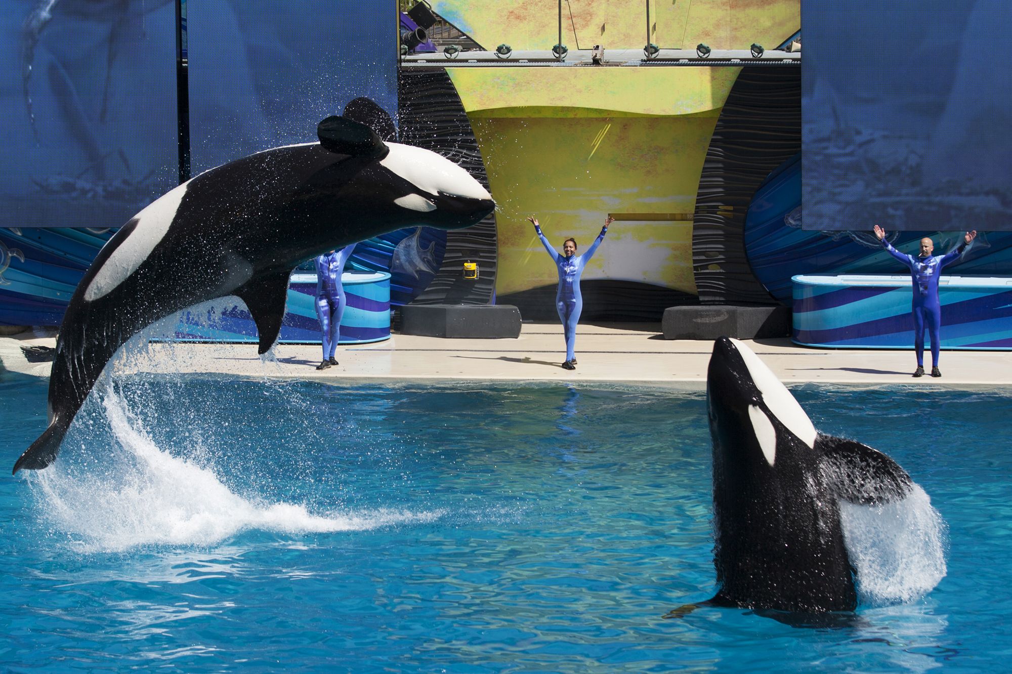 SeaWorld annule son spectacle avec les orques - Californie