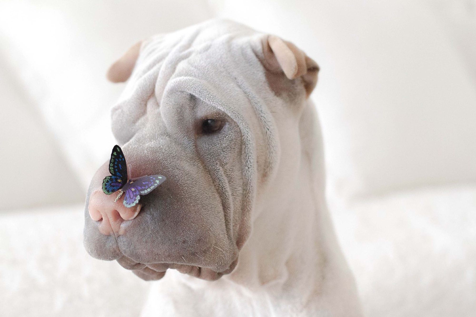 Ils s'entendent comme chien et chat - Paddington le shar-pei et Butler ...