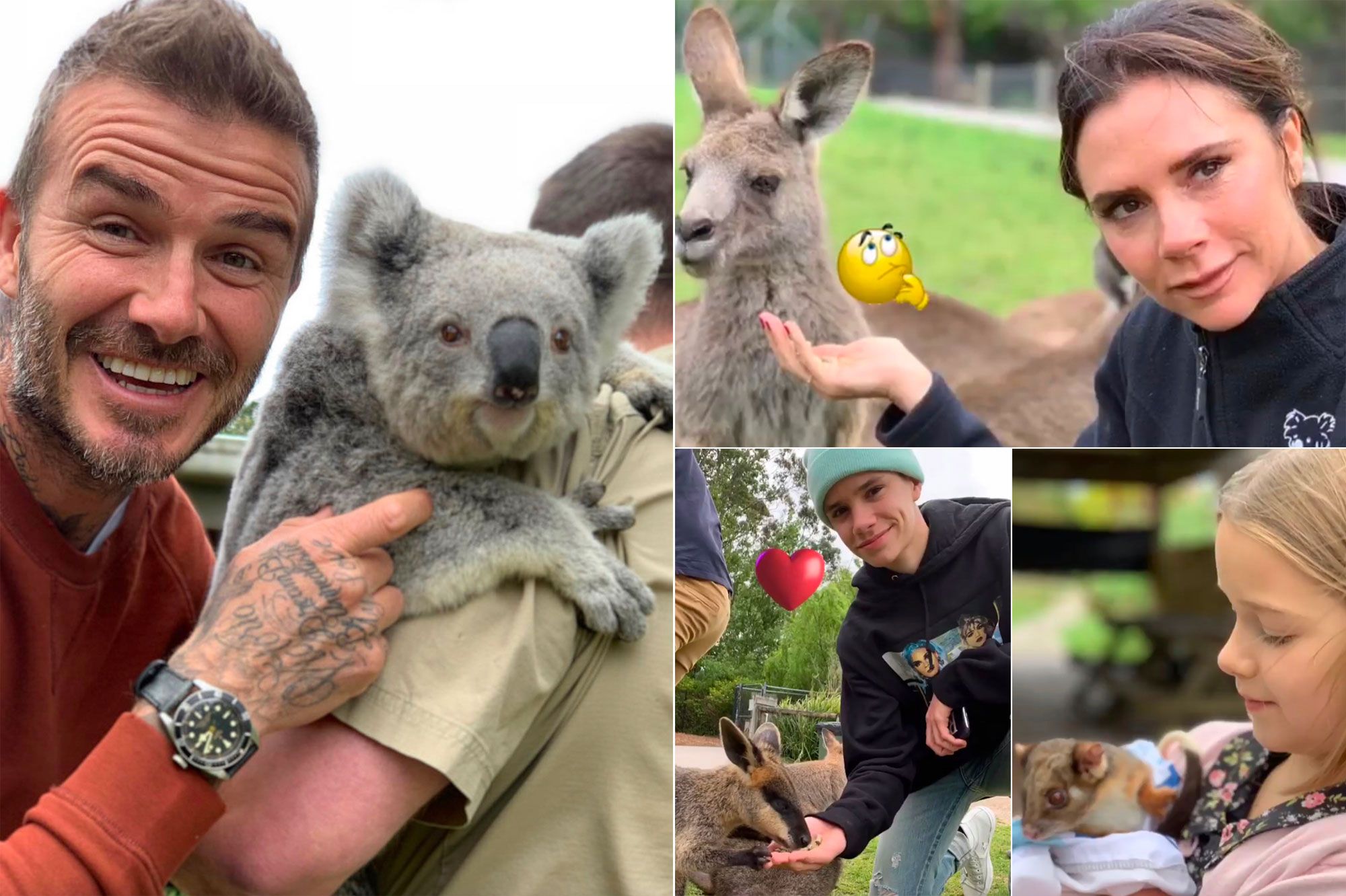 Kangourous, koalas… La famille Beckham sous le charme de l’Australie