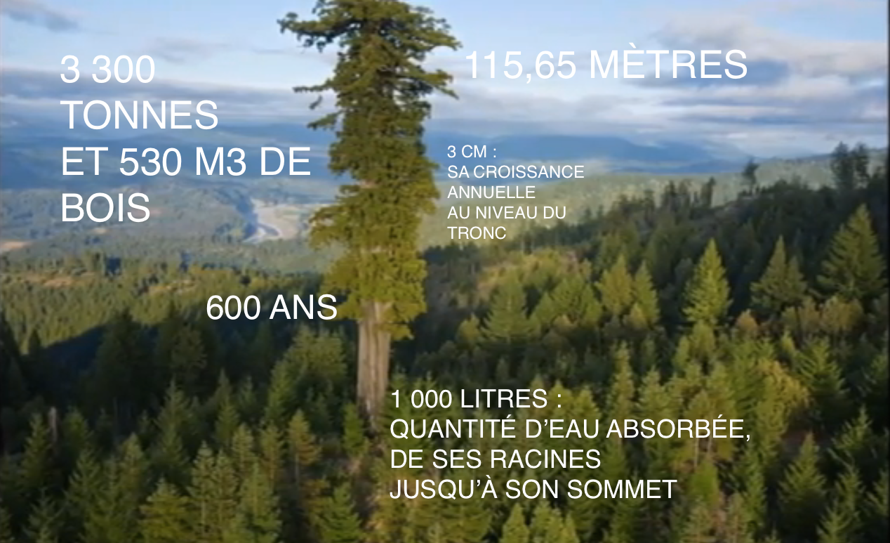 Le secret de l'arbre le plus grand du monde - Hyperion, le séquoia de ...