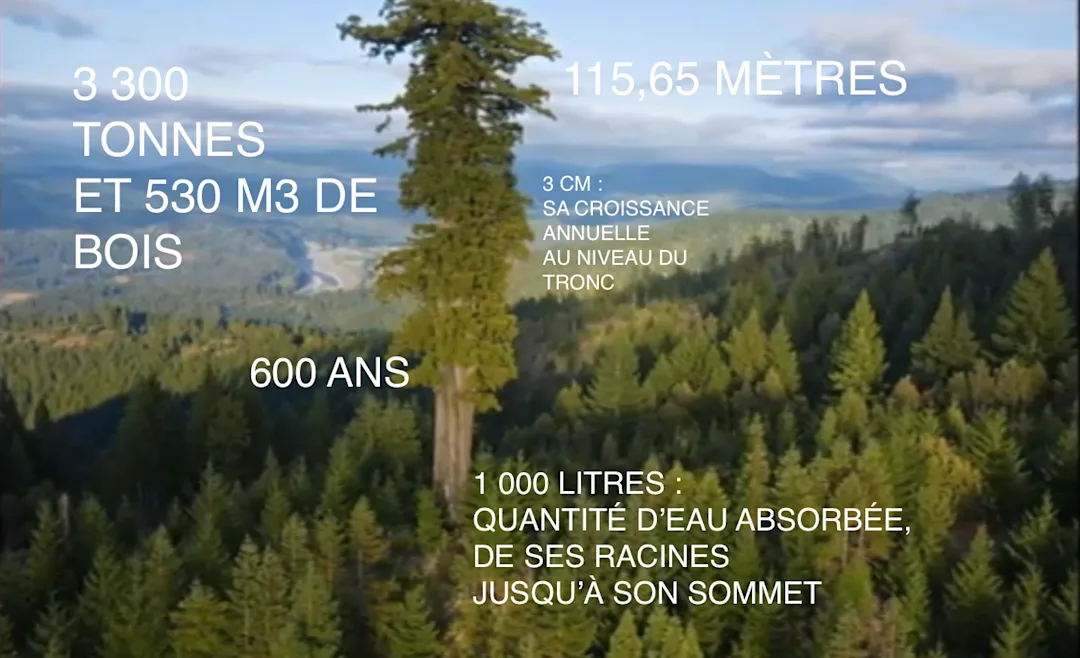 Hyperion Chart Le secret de l'arbre le plus grand du monde - Hyperion, le séquoia de ...
