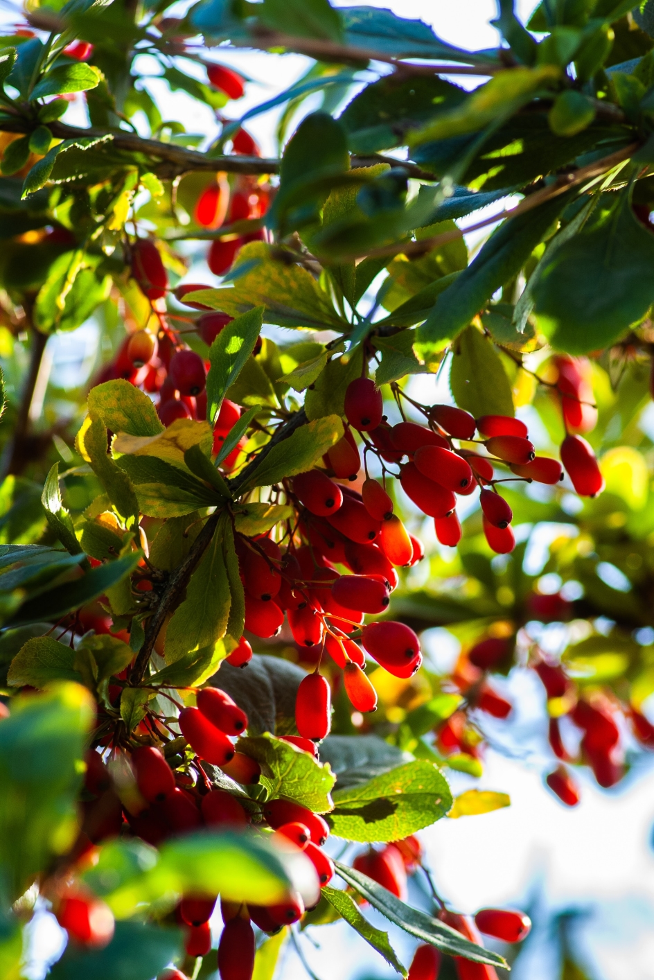 Harnessing the Power of Berberine: Exploring Its Properties as a Dietary Supplement