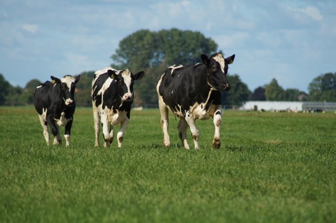 Milk: Friend or Foe? Understanding the Good and Bad in Your Glass