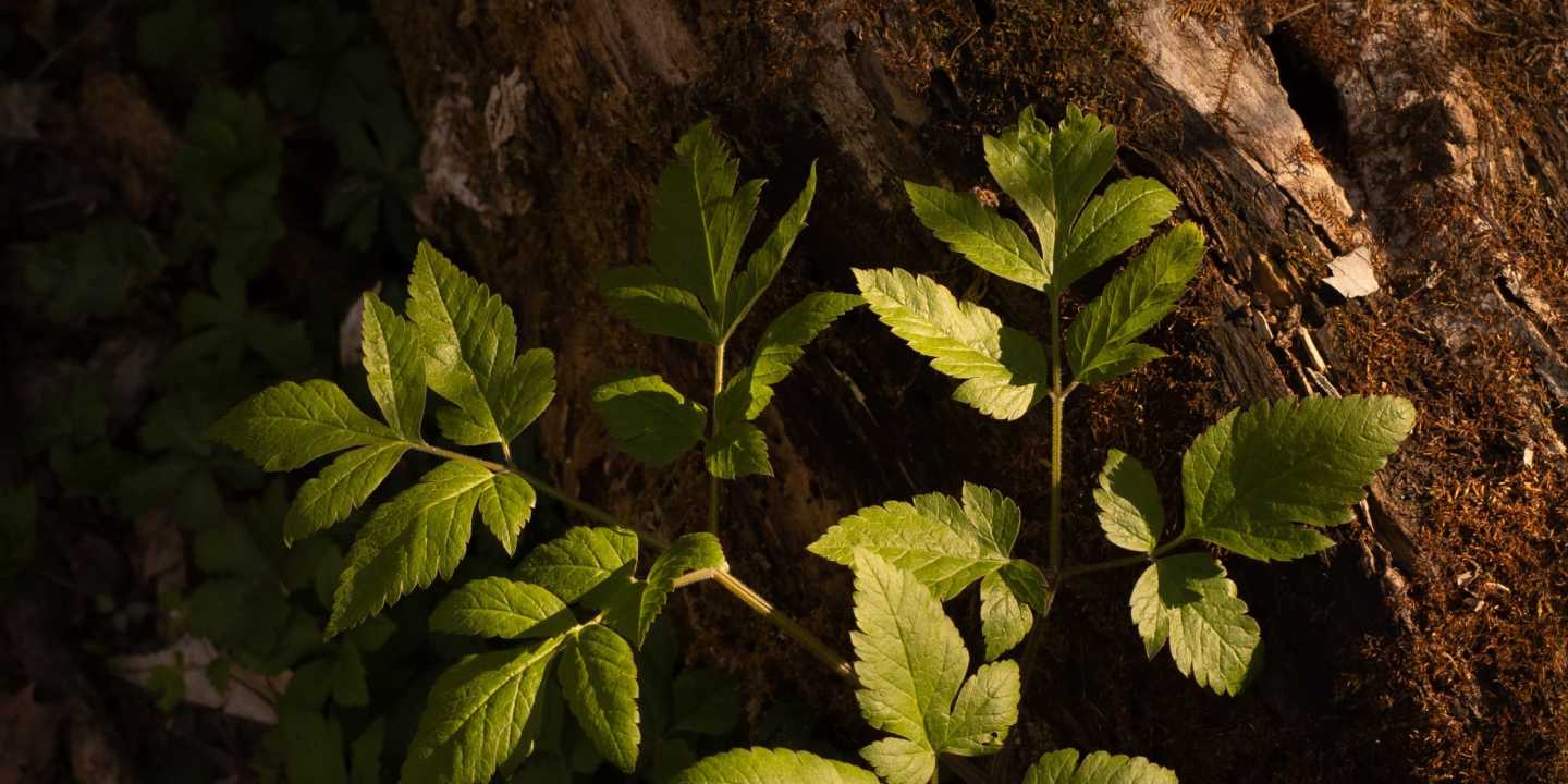 Green Shoot That Are Copper Colored