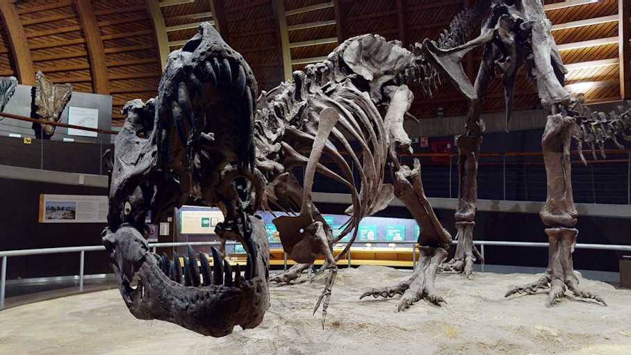 Museo del Jurasico de Asturias 1