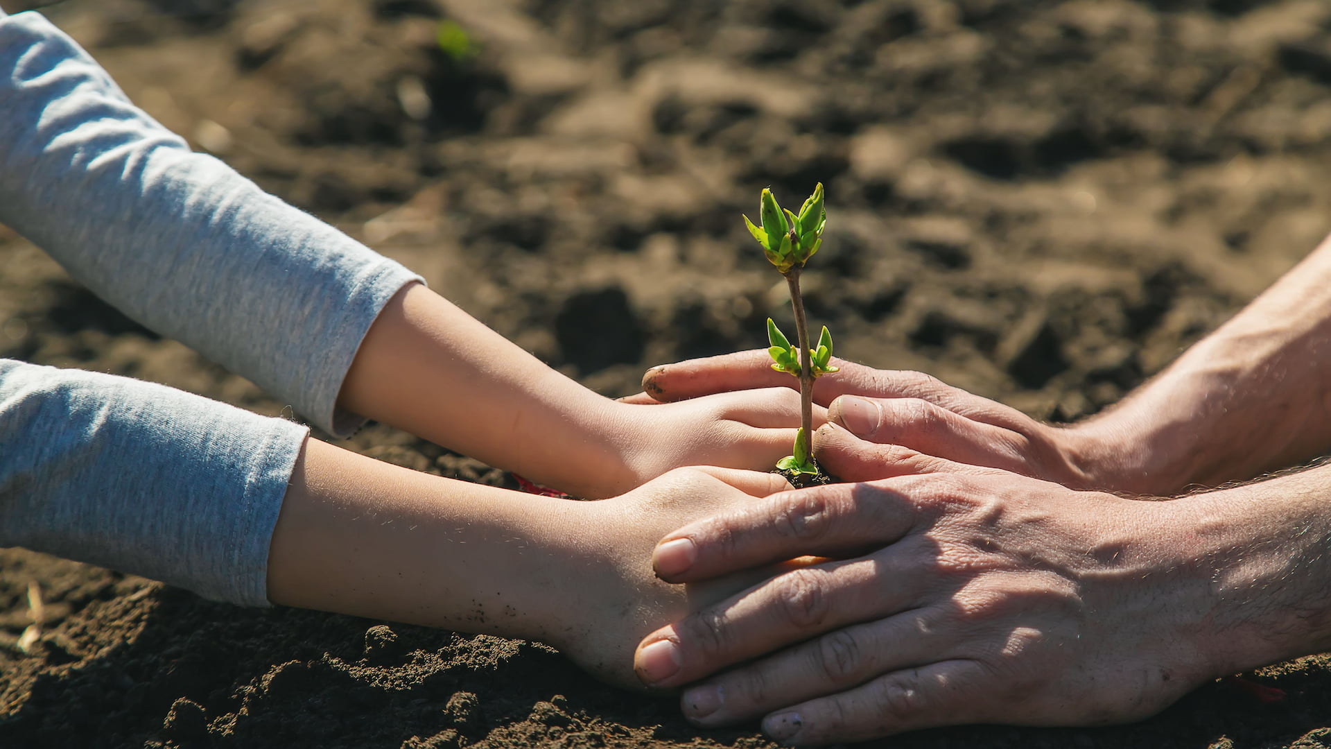 Planting Trees: Protecting UK Property Wealth from Inheritance Tax