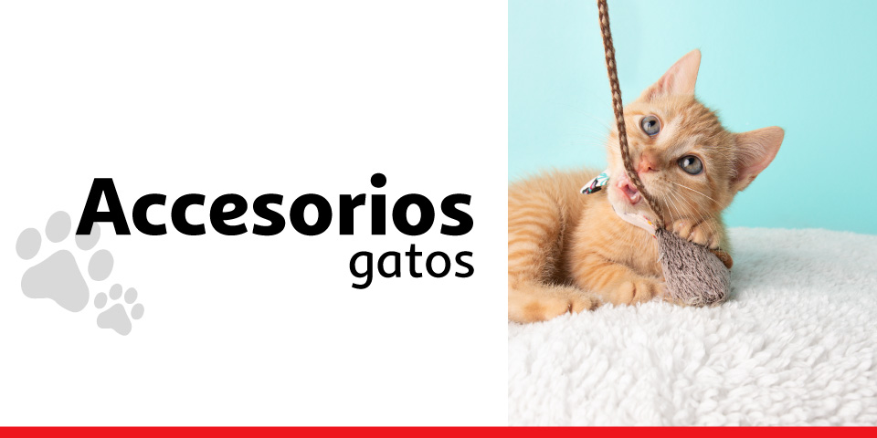Accesorios gatos