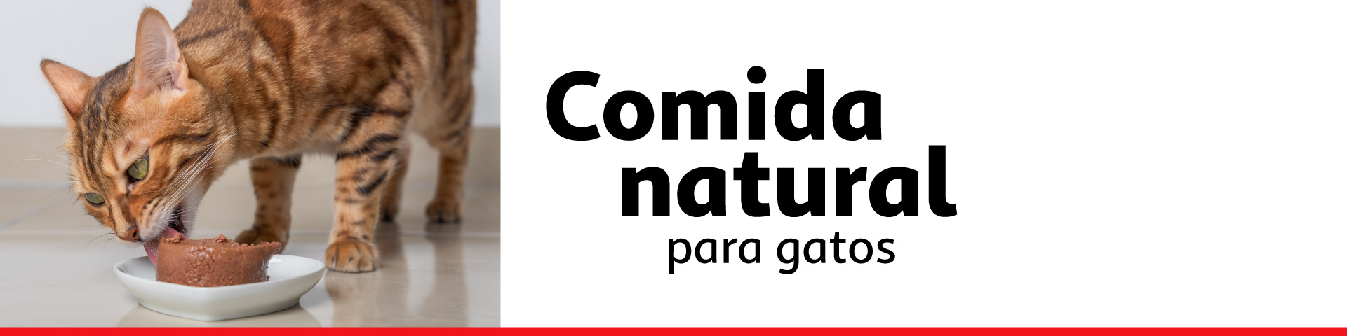 Comida Natural gatos