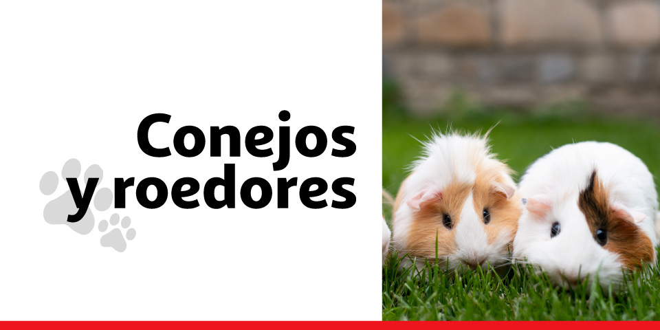 Conejos y roedores