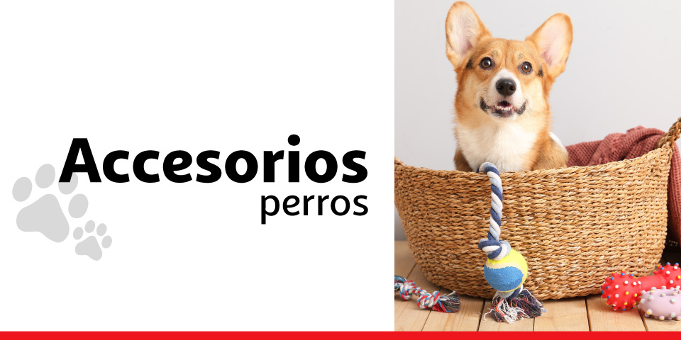 Accesorios perro