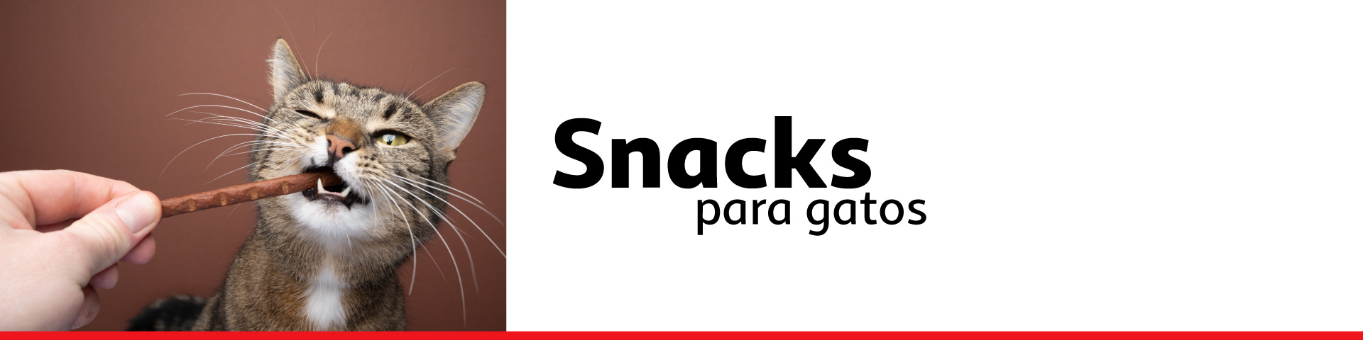 Snacks para gatos