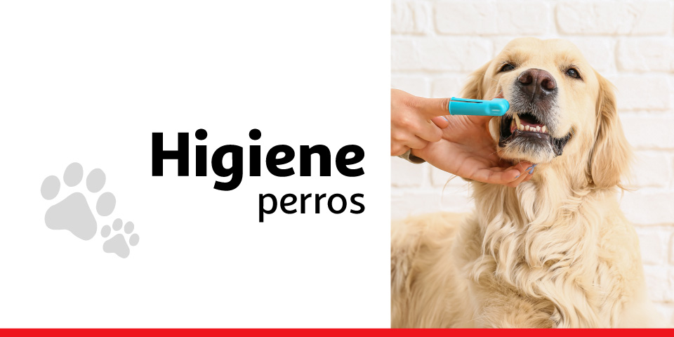 Higiene perro