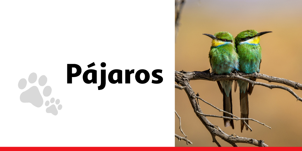 pájaros