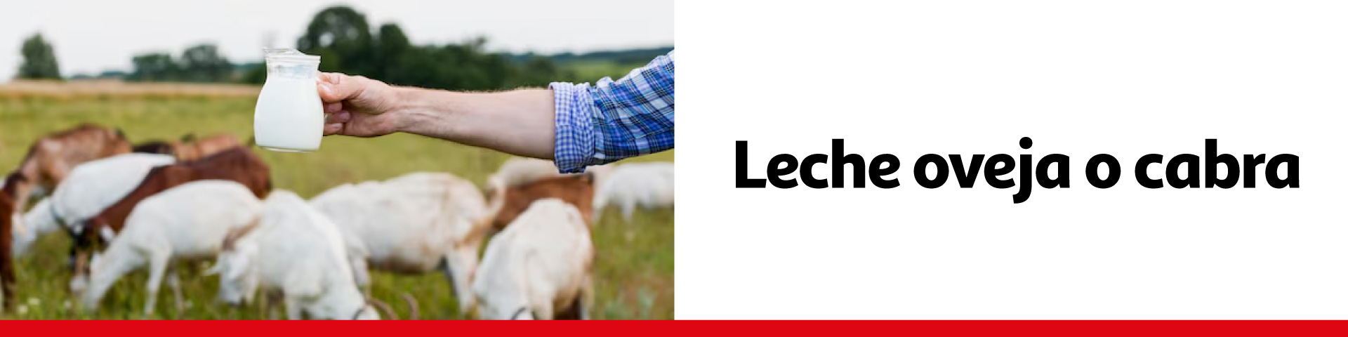 Leche oveja o cabra