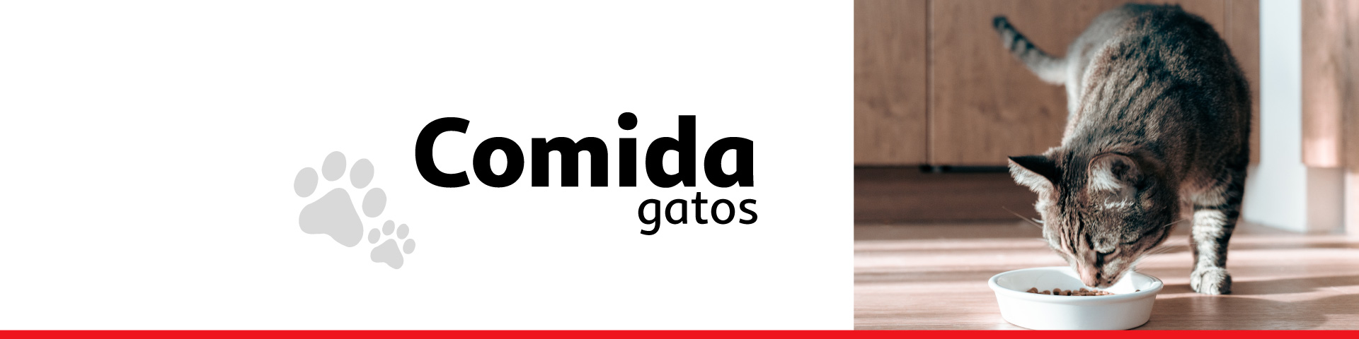 Comida gato