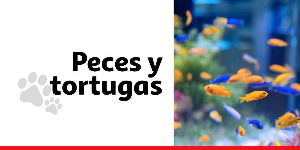Peces y tortugas