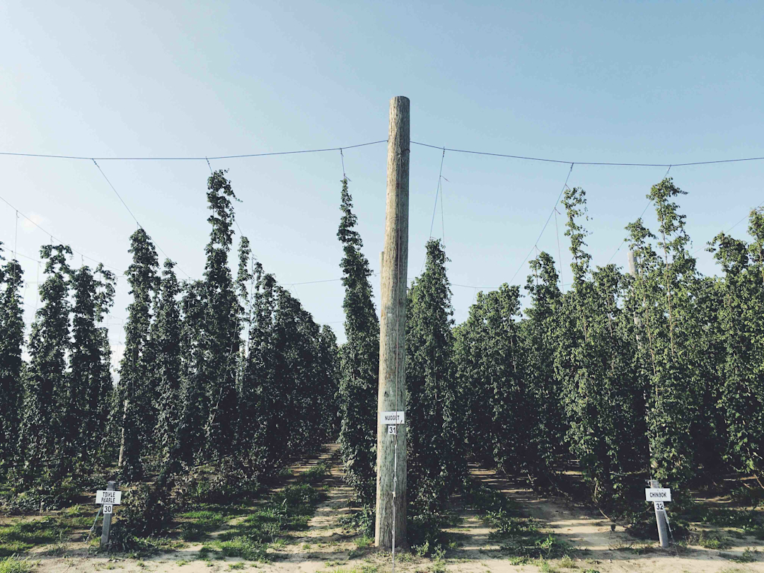 100 Hops BASTIEN HOPS | Houblons Bastien Hops