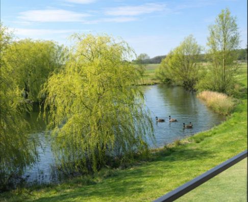 Blick auf einen Teich mit Bäumen und schwimmenden Enten bei sonnigem Wetter.