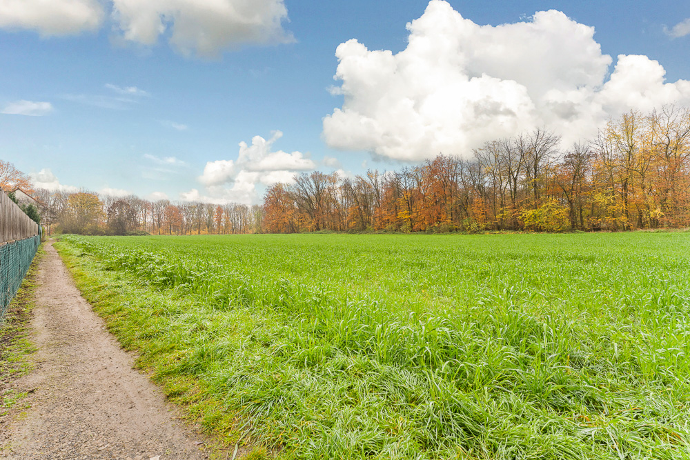 Grünes Feld mit Trampelpfad und Bäumen im Hintergrund unter blauem Himmel mit Wolken.