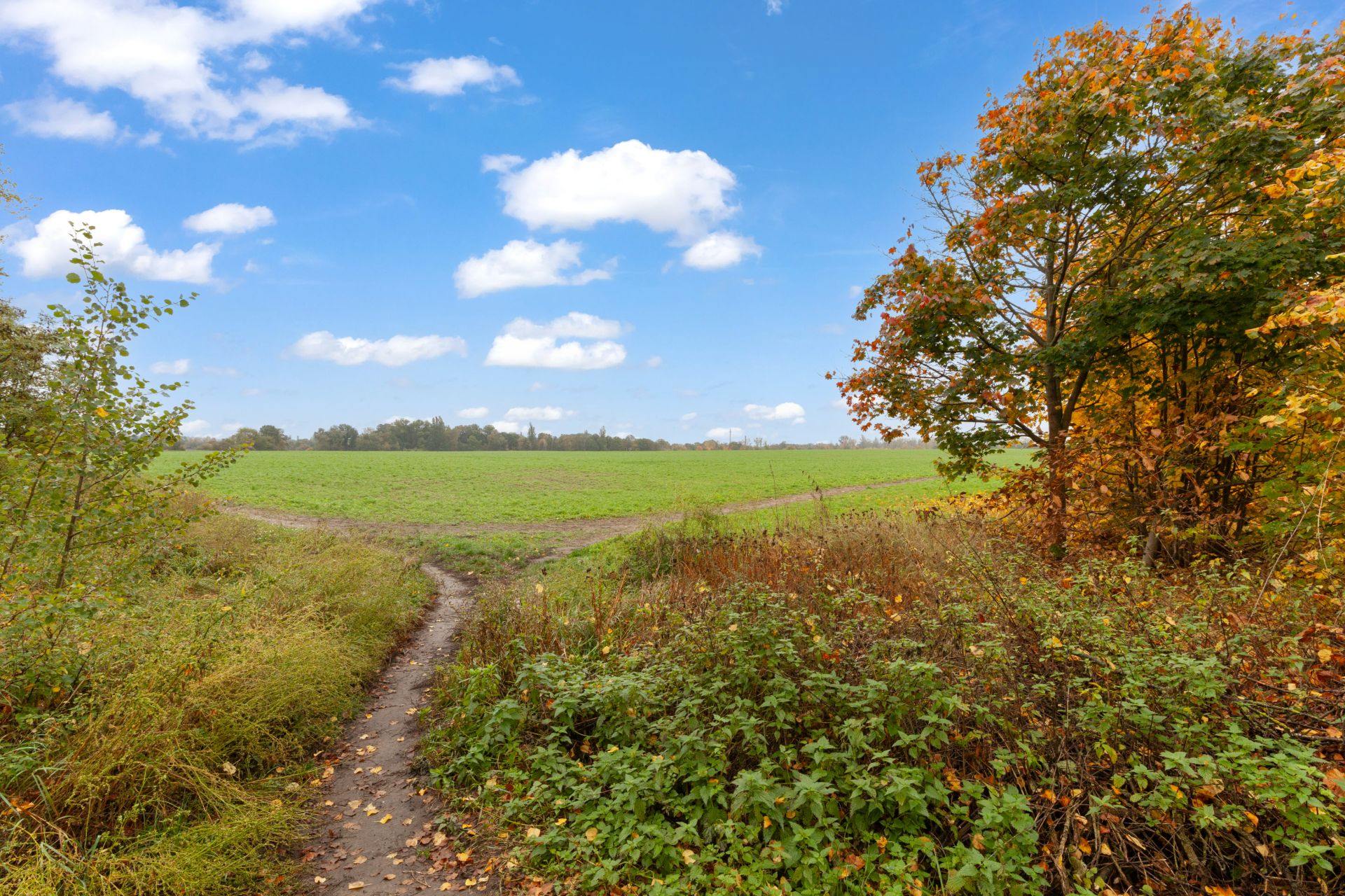 Weg führt durch Wiese, rechts Bäume mit Herbstlaub, blauer Himmel mit Wolken.
